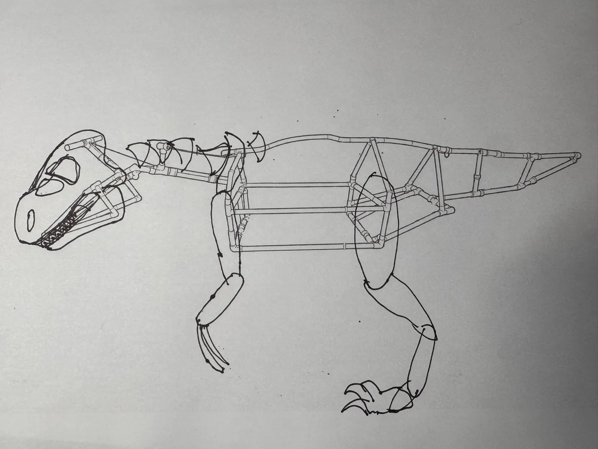 Pen sketch over a printed photo of the frame, drawing the skull, neck wraps, and leg profiles onto the real skeleton